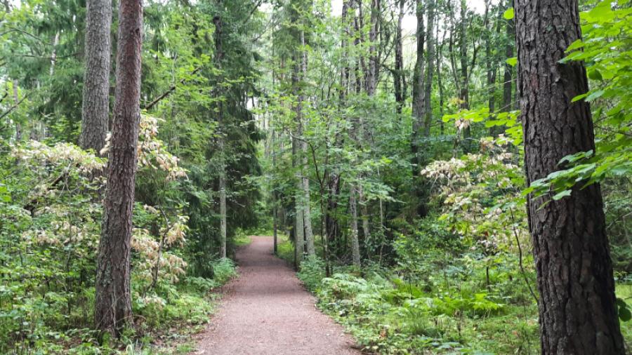 Bekväma promenadvägar i Vårdsätra skog